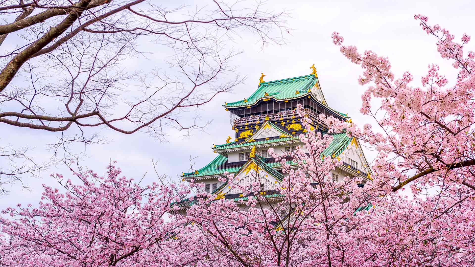 Best Places to See Cherry Blossoms in Japan in 2026 | Sakura Travel Guide