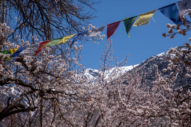 Ladakh Apricot Blossom Festival 2026: Where Spring Paints the Himalayas Pink