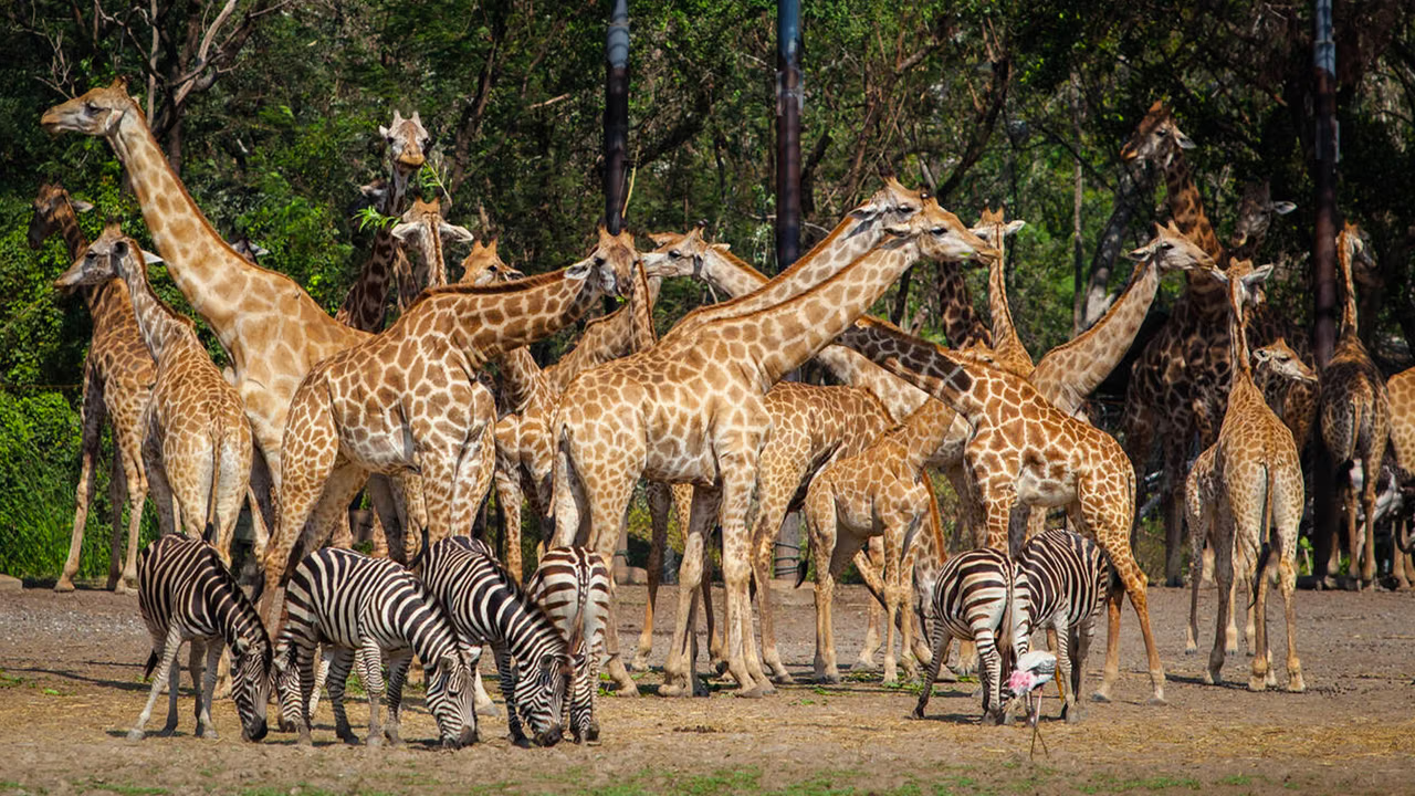 Safari world thailand