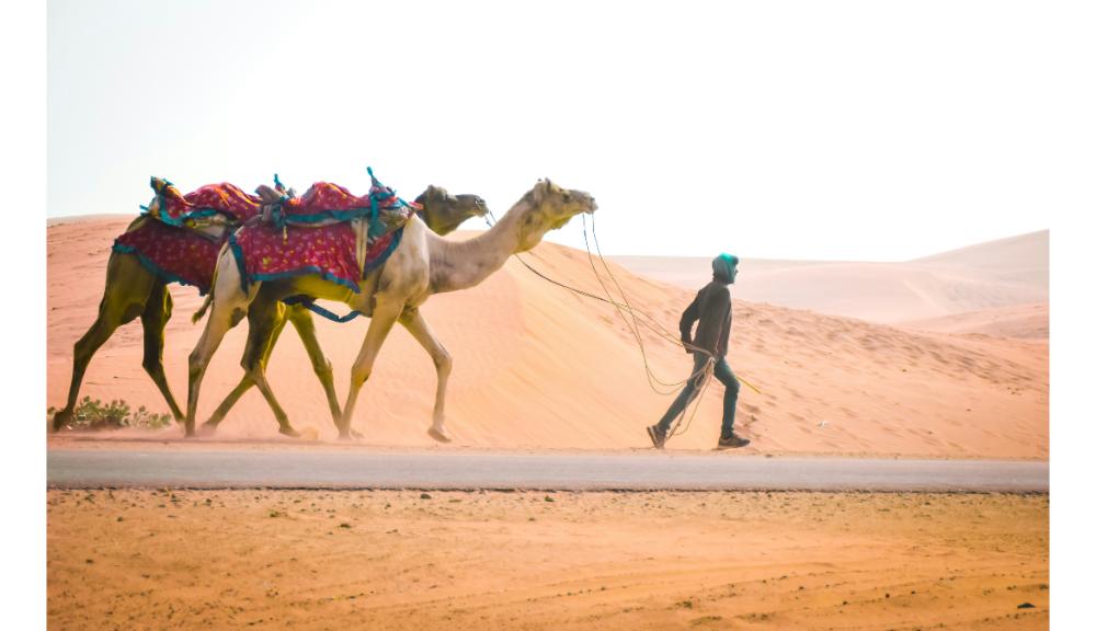 Rajasthan Tour Package 8 Days 2026 | Jaipur Udaipur Jaisalmer Jodhpur Itinerary & Price